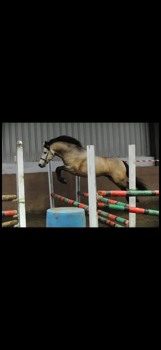 Class 1 Connemara Pony Stallion - Image 2