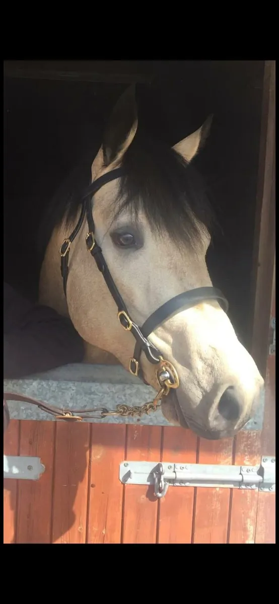 Class 1 Connemara Pony Stallion - Image 3