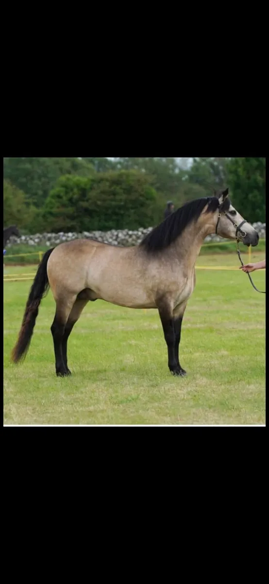 Class 1 Connemara Pony Stallion - Image 4