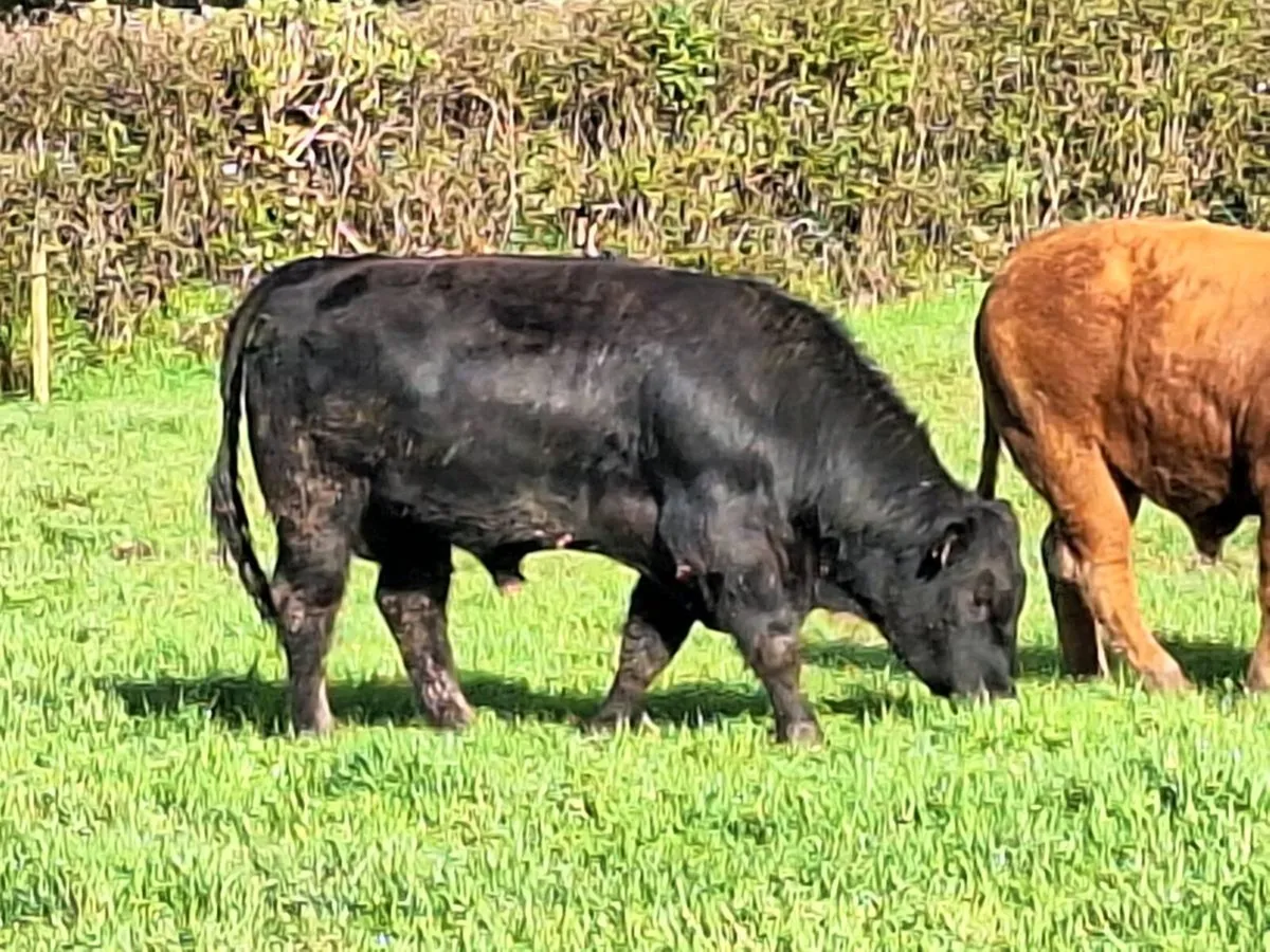 Ppbr Angus bull - Image 2
