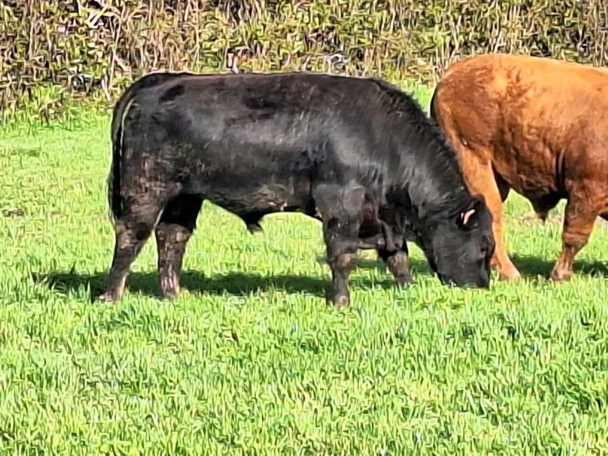 Ppbr Angus bull - Image 1