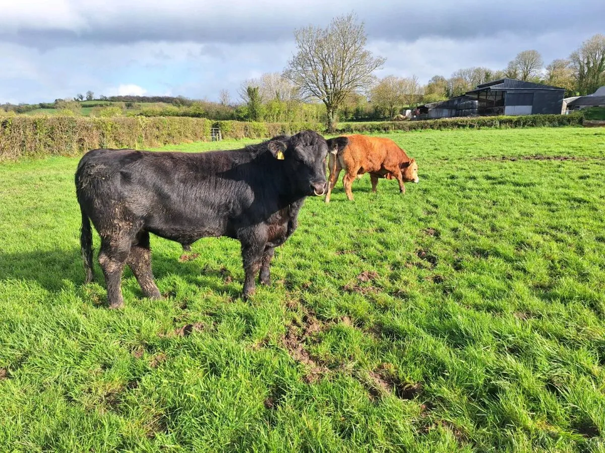 Ppbr Angus bull - Image 3