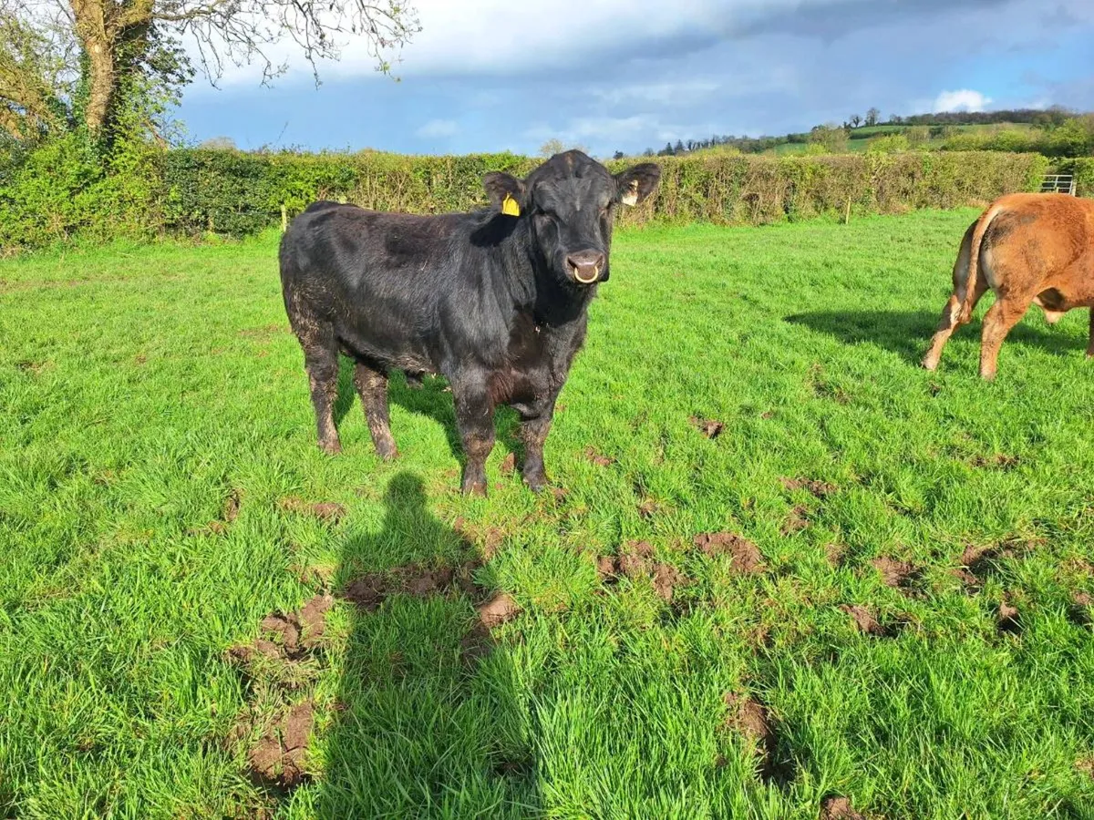 Ppbr Angus bull - Image 4