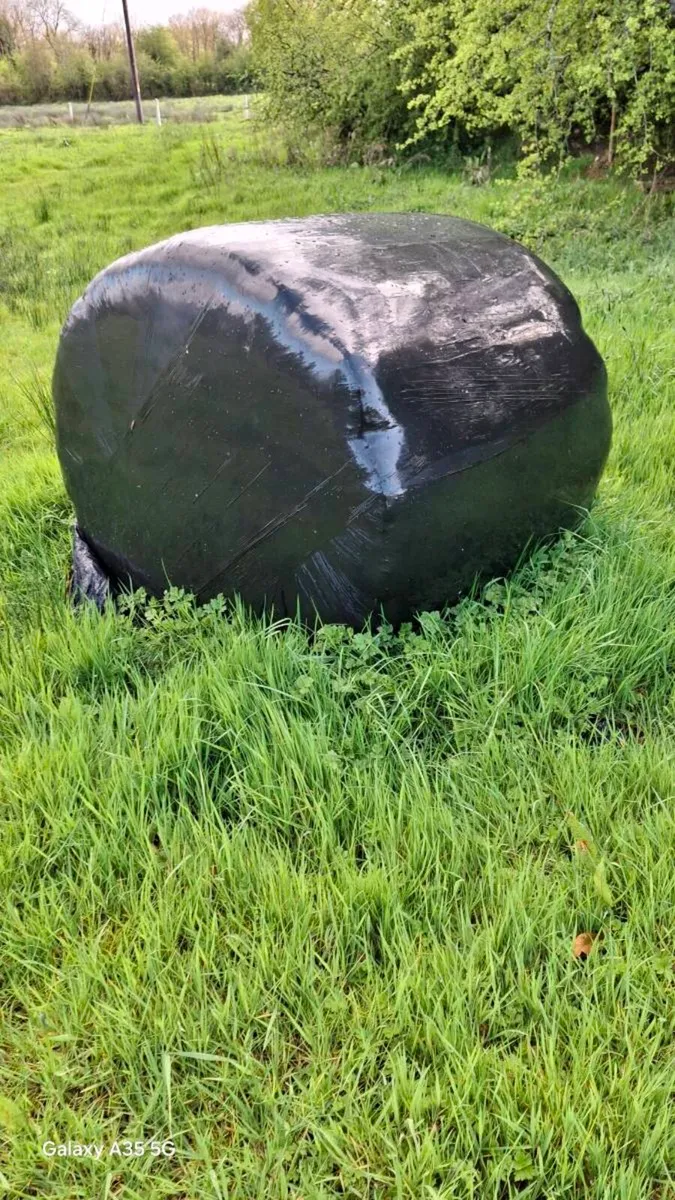 Round bales - Image 2