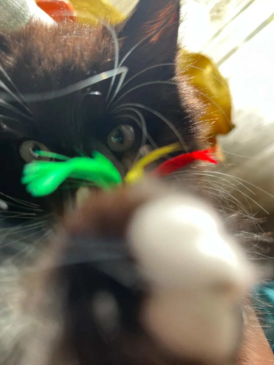 Cross Maine Coon Kitten - Image 2