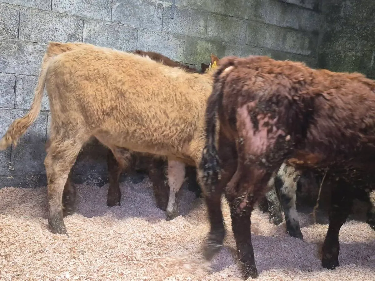 6 Super Bull Weanlings - Image 2