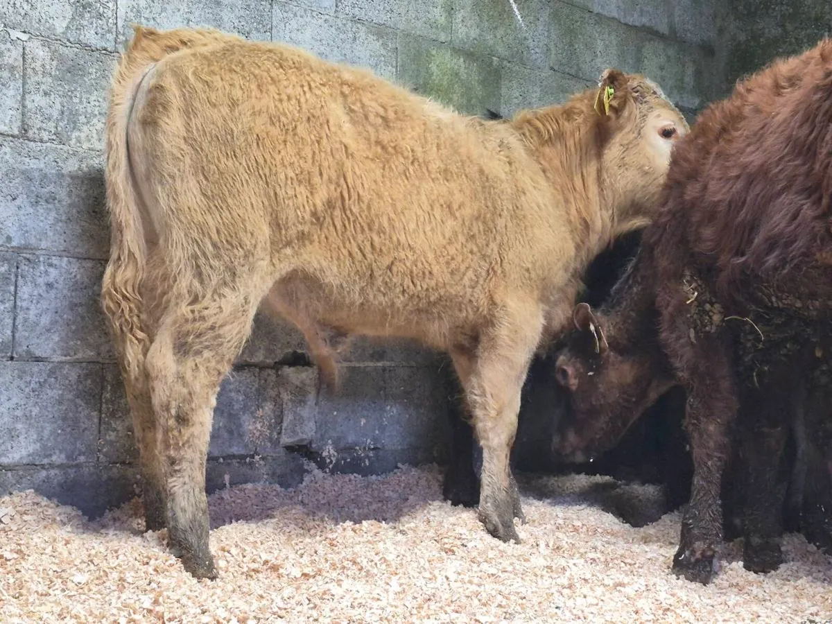 6 Super Bull Weanlings - Image 1