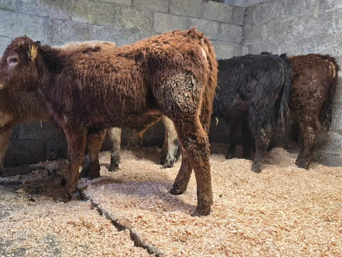 6 Super Bull Weanlings - Image 3