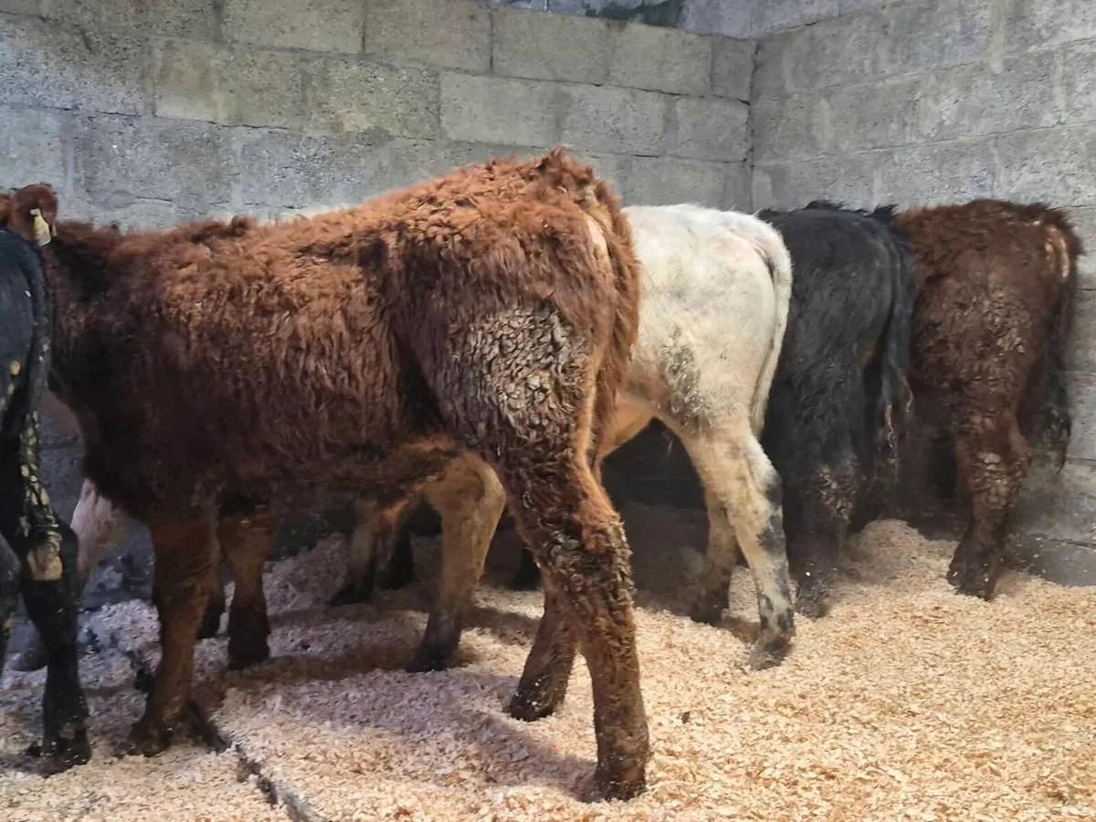 6 Super Bull Weanlings - Image 4