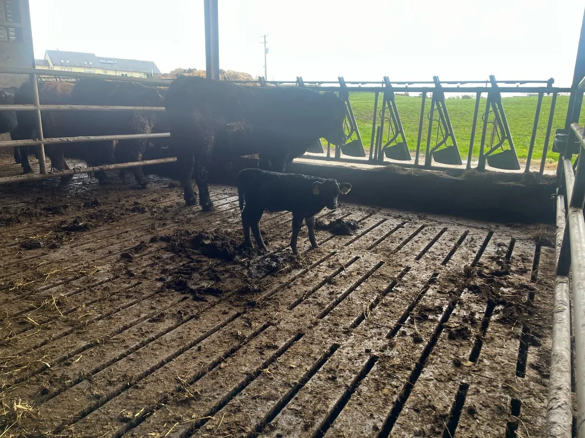 Dexter cows and calves - Image 1