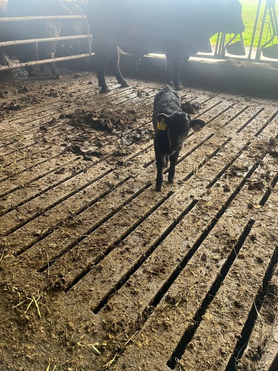 Dexter cows and calves - Image 2