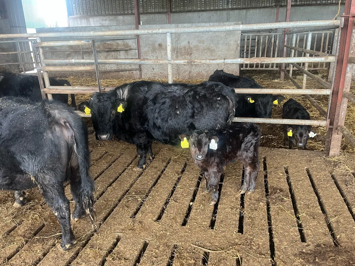 Dexter cows and calves - Image 3