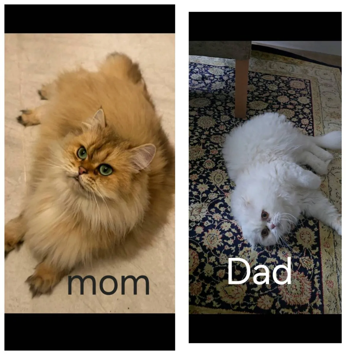 British kittens - Image 4