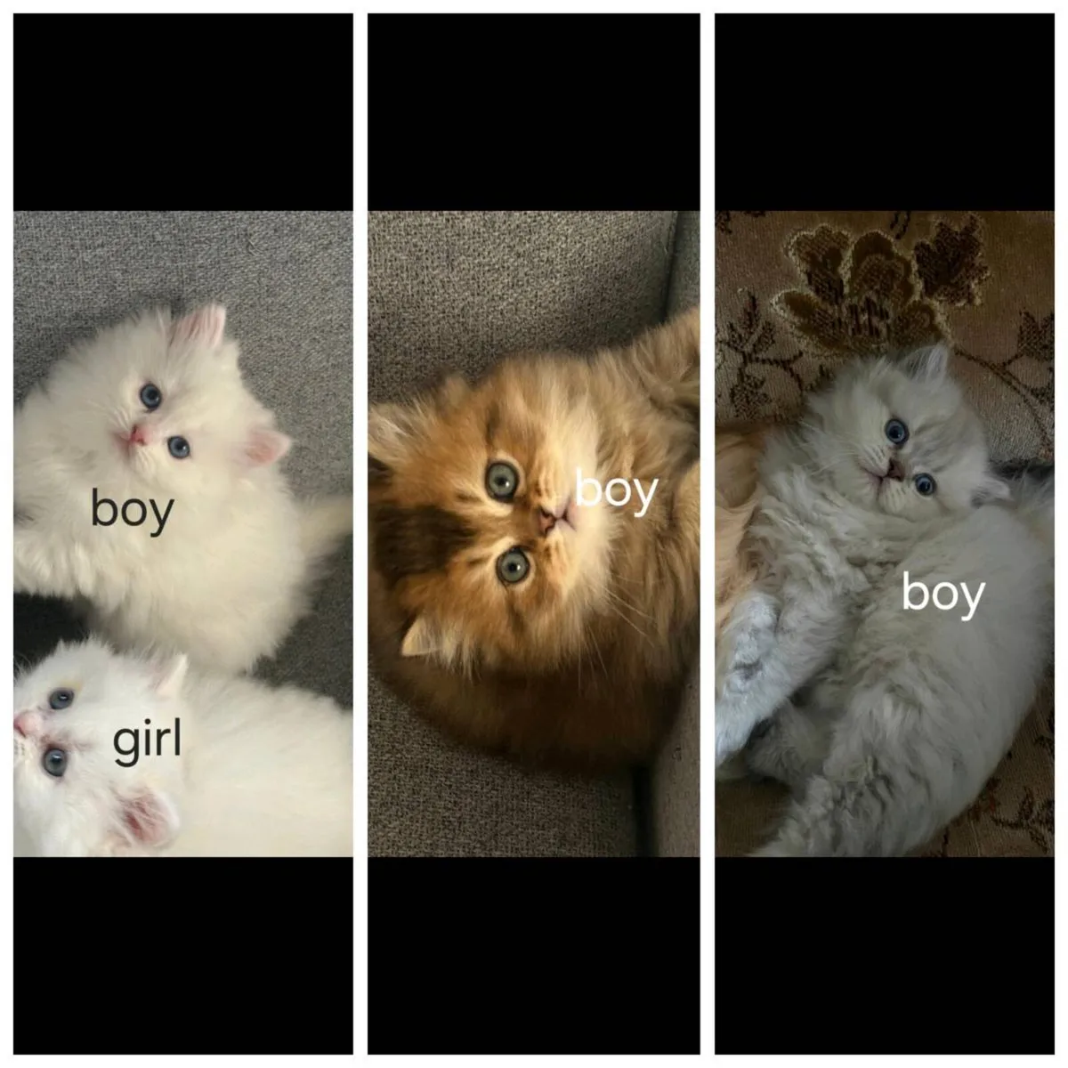 British kittens - Image 1