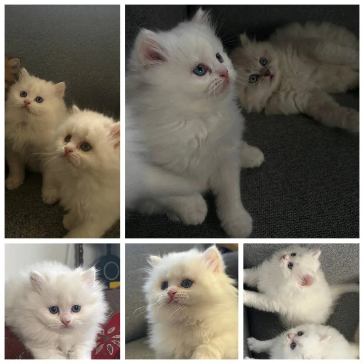 British kittens - Image 2