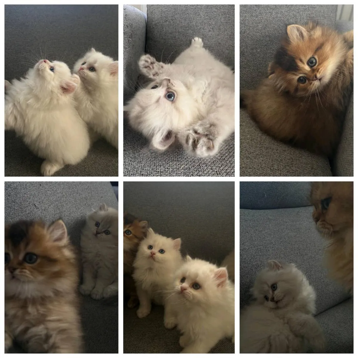 British kittens - Image 3