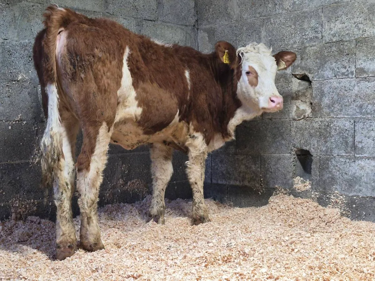 PBNR Simmental Heifer - Image 1