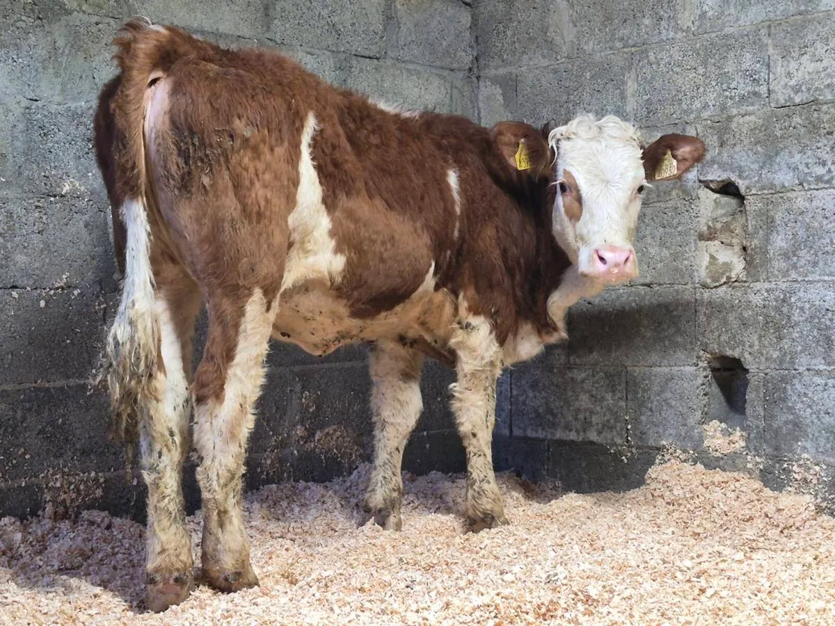 PBNR Simmental Heifer - Image 2