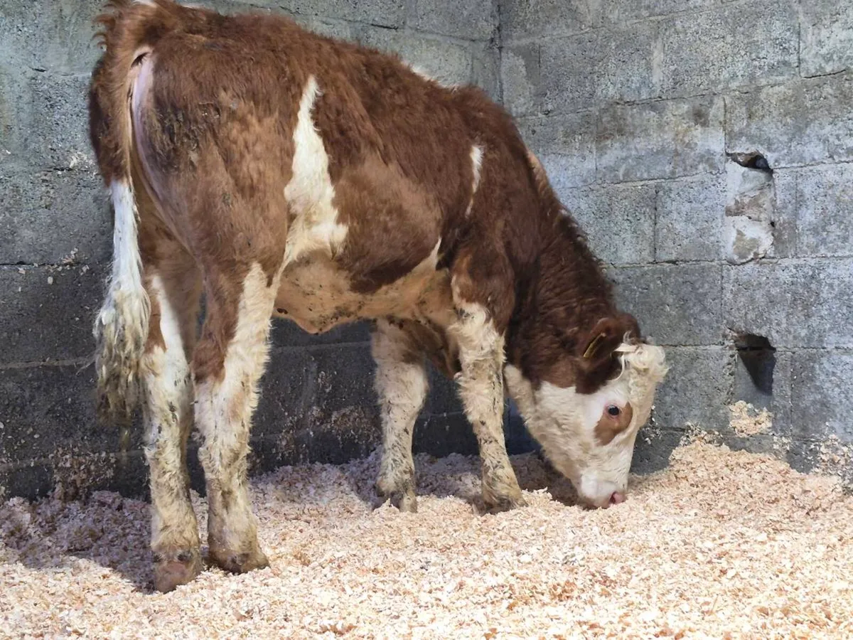 PBNR Simmental Heifer - Image 3