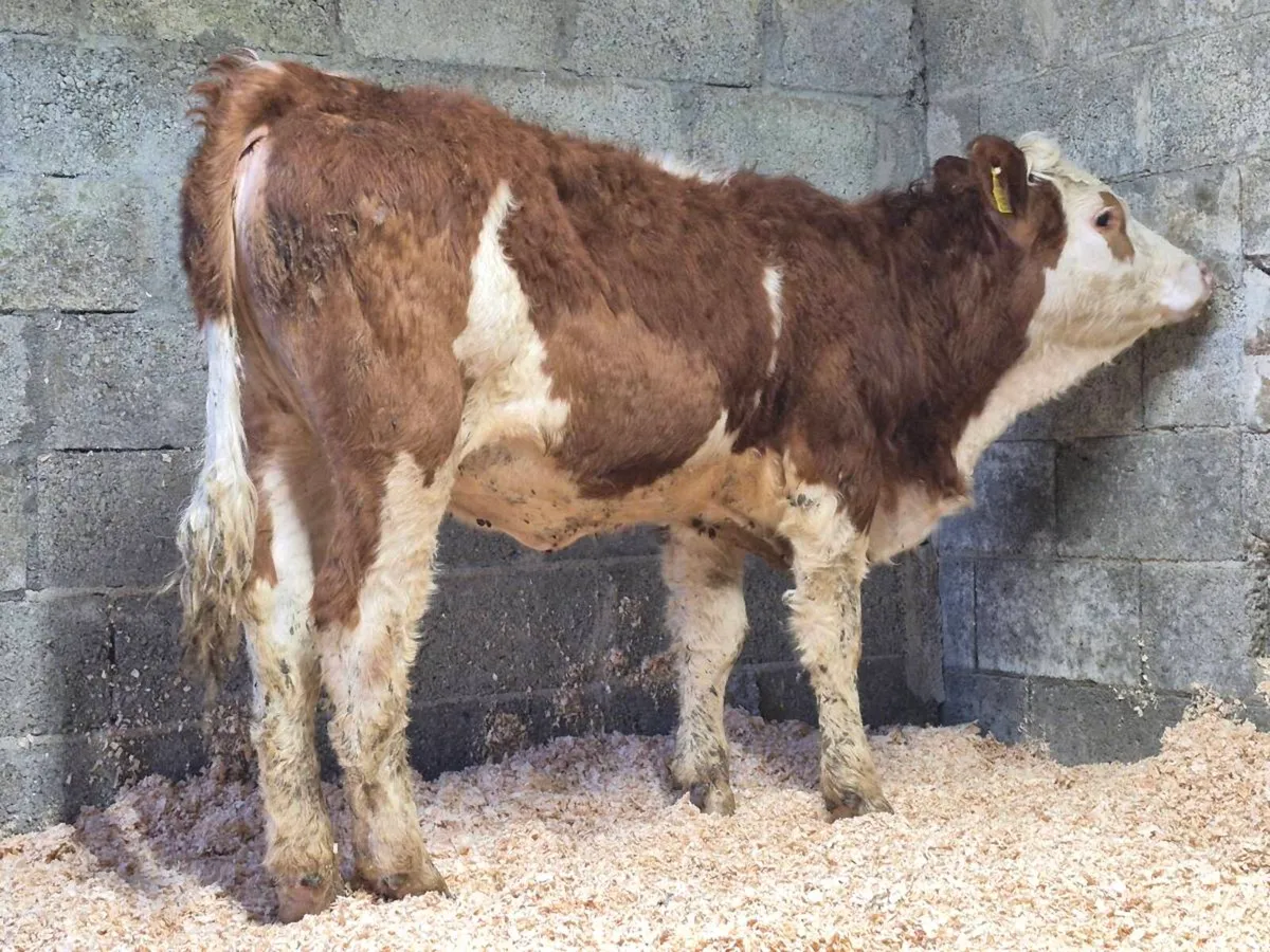 PBNR Simmental Heifer - Image 4