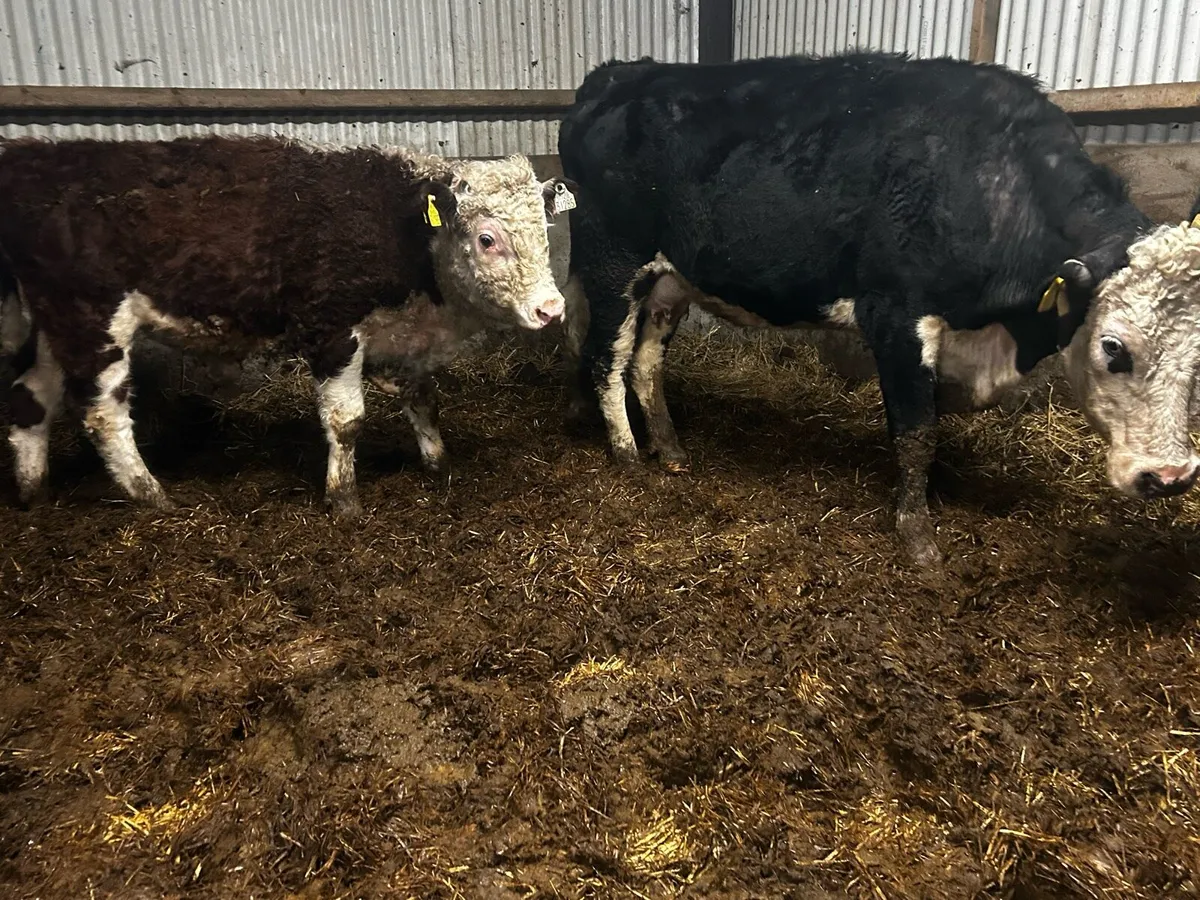 Two Cows & Strong Bull Calfs At Foot - Image 1