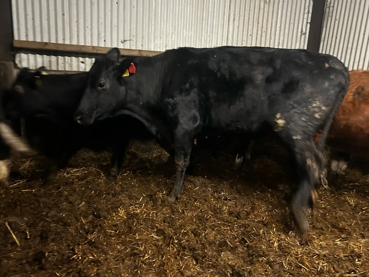 Two Cows & Strong Bull Calfs At Foot - Image 4