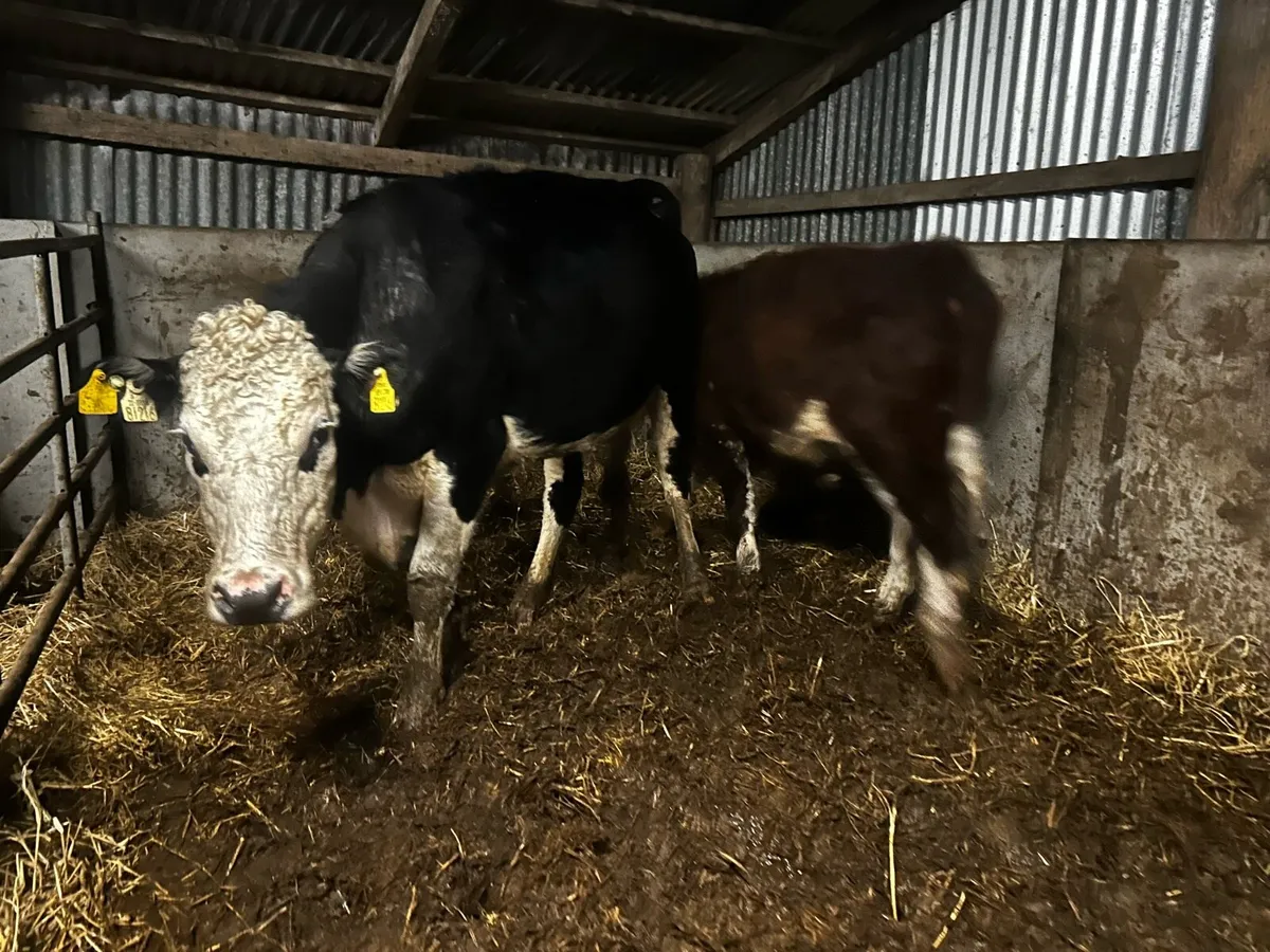 Two Cows & Strong Bull Calfs At Foot - Image 2