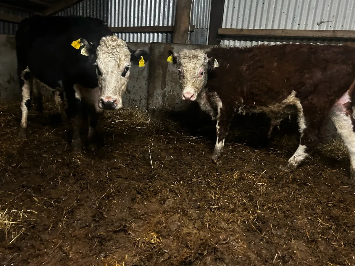 Two Cows & Strong Bull Calfs At Foot - Image 3