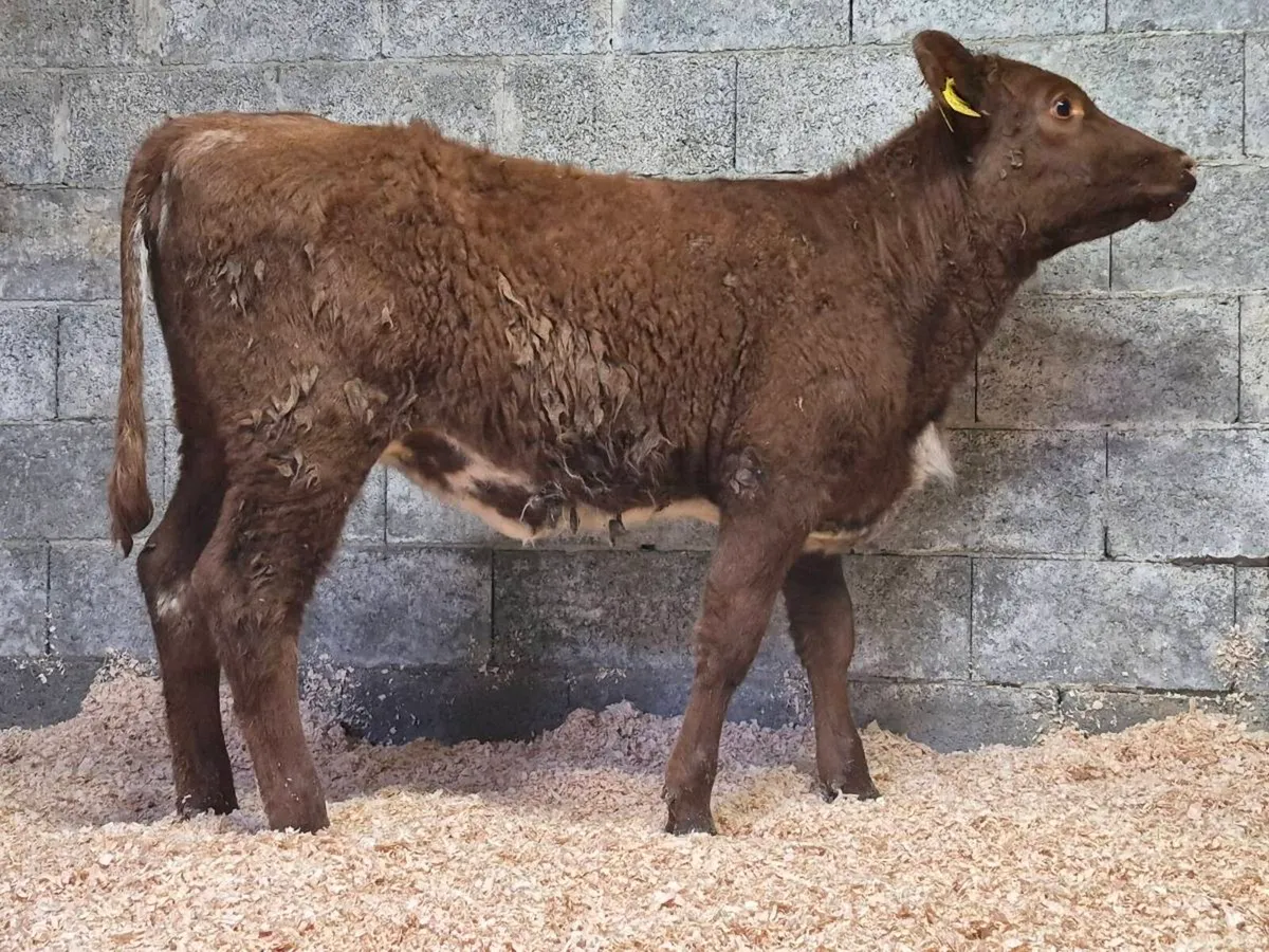 🌟 PBNR Shorthorn Heifer 🌟 - Image 1
