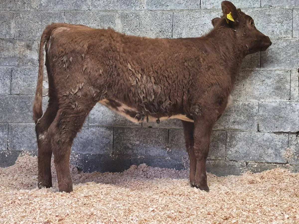 🌟 PBNR Shorthorn Heifer 🌟 - Image 2