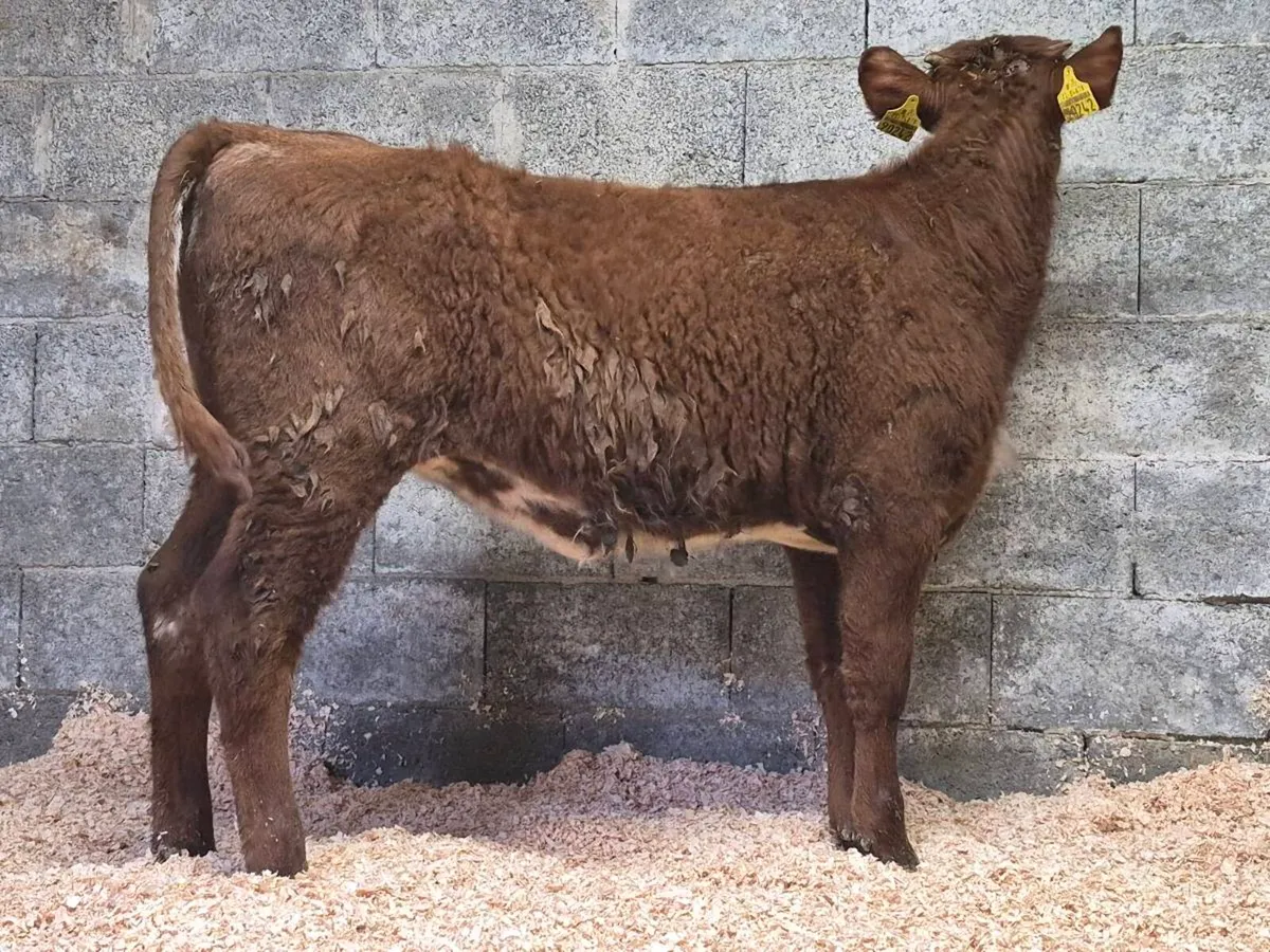 🌟 PBNR Shorthorn Heifer 🌟 - Image 3