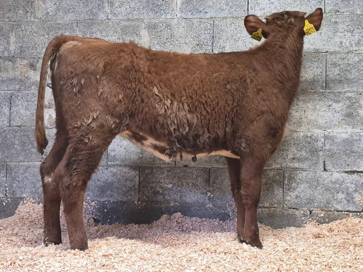 🌟 PBNR Shorthorn Heifer 🌟 - Image 4