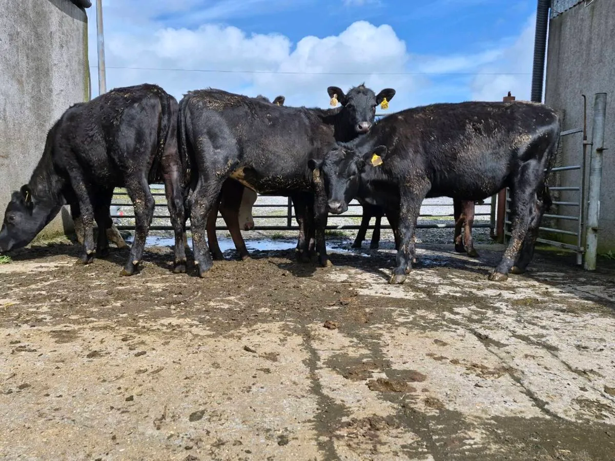 10 Super Aberdeen Angus Heifers - Image 3