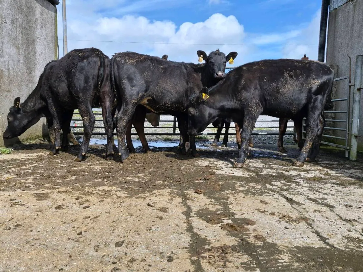10 Super Aberdeen Angus Heifers - Image 4
