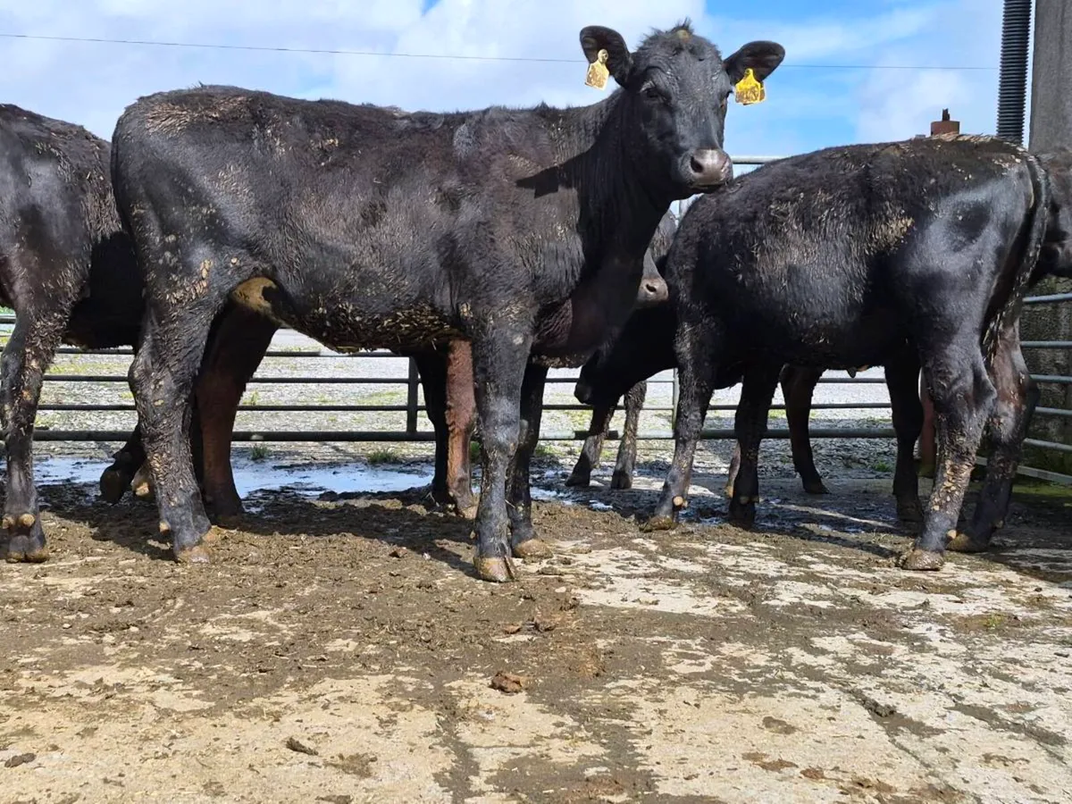10 Super Aberdeen Angus Heifers - Image 1