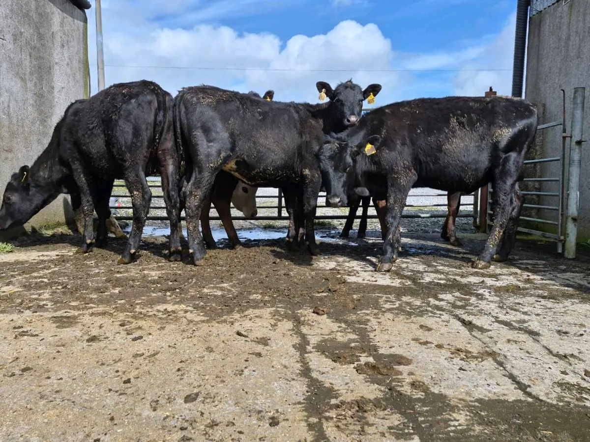 10 Super Aberdeen Angus Heifers - Image 2