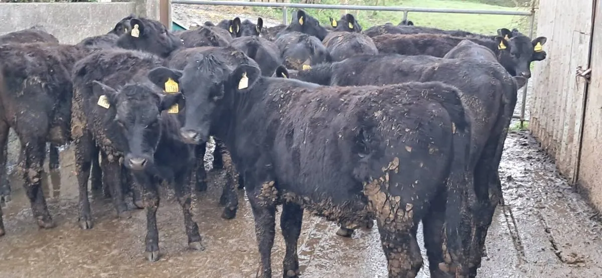 32 ABERDEEN ANGUS HEIFERS - Image 4