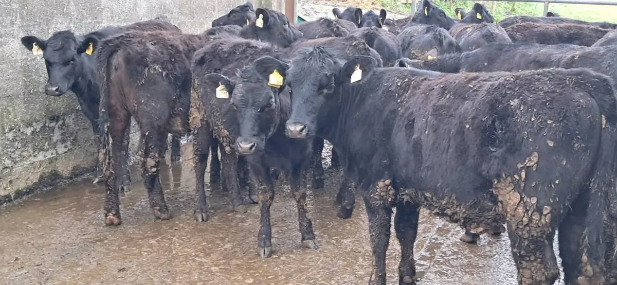 32 ABERDEEN ANGUS HEIFERS - Image 2