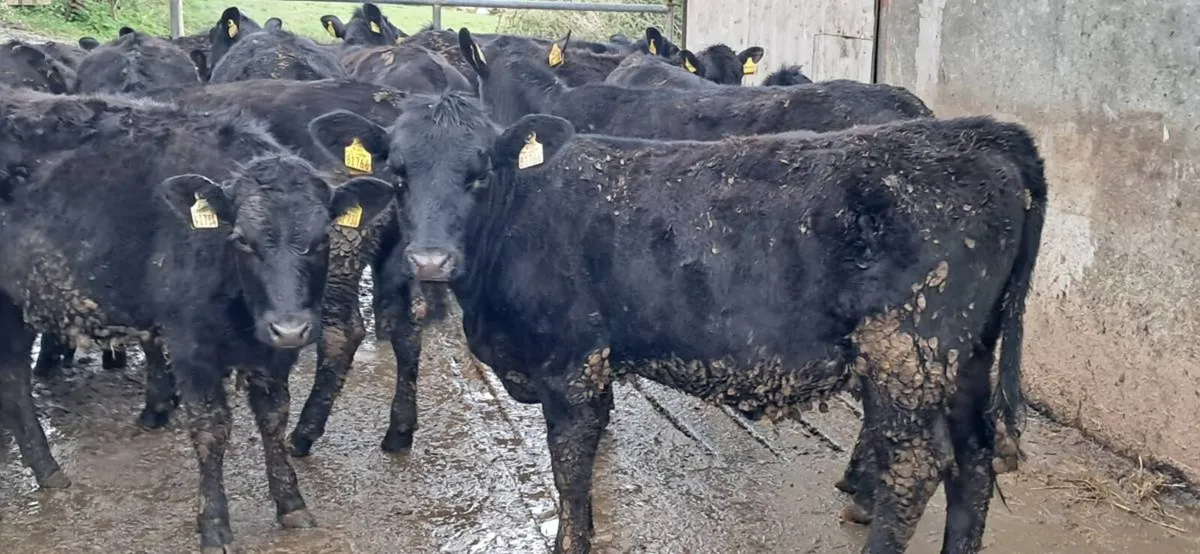 32 ABERDEEN ANGUS HEIFERS - Image 1