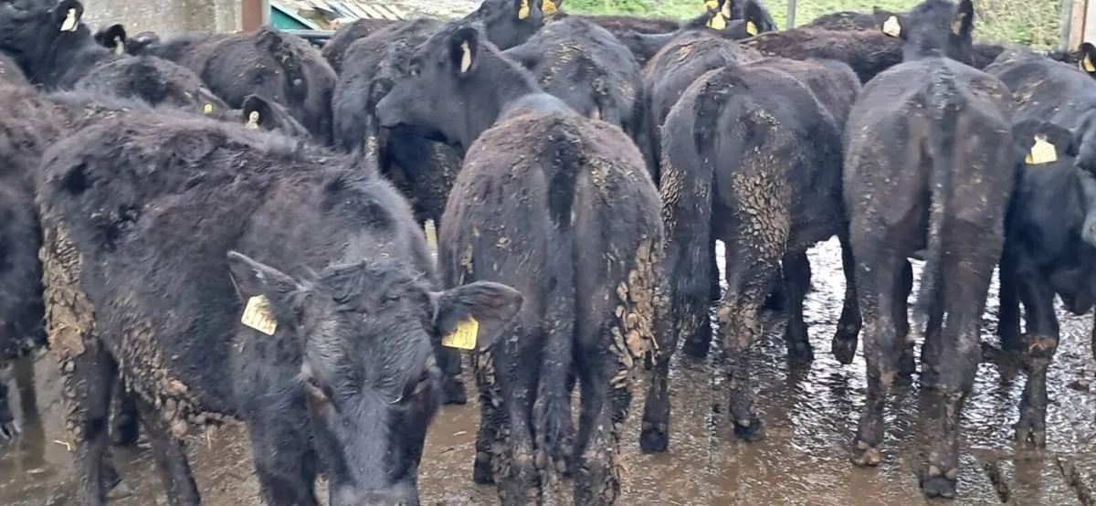 32 ABERDEEN ANGUS HEIFERS - Image 3