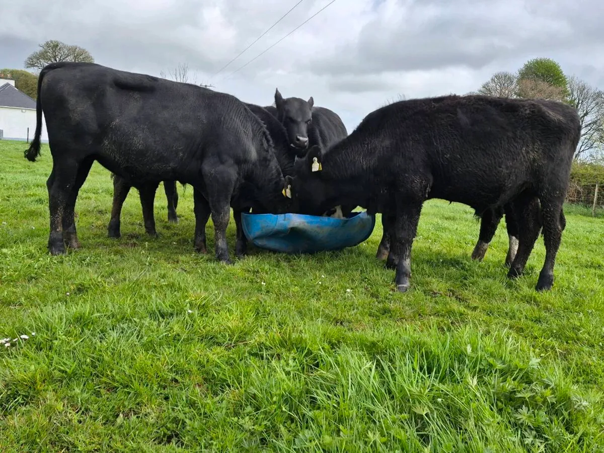 6 Super Bullocks - Image 1