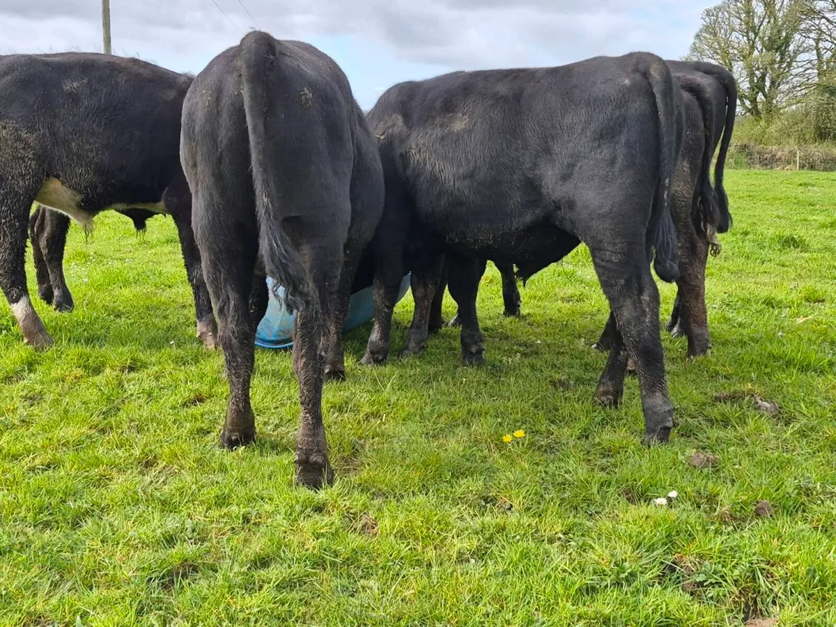 6 Super Bullocks - Image 2