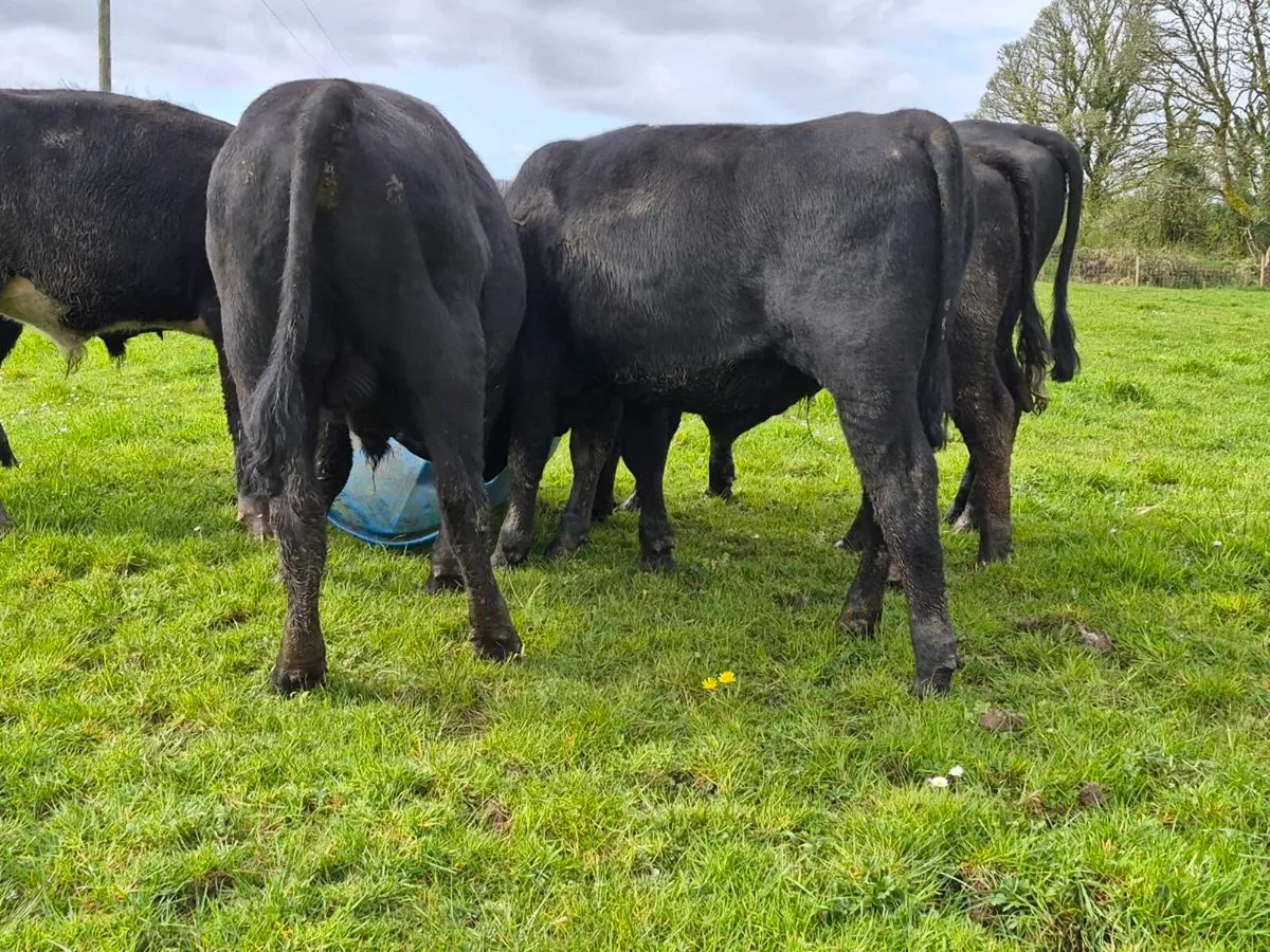 6 Super Bullocks - Image 3