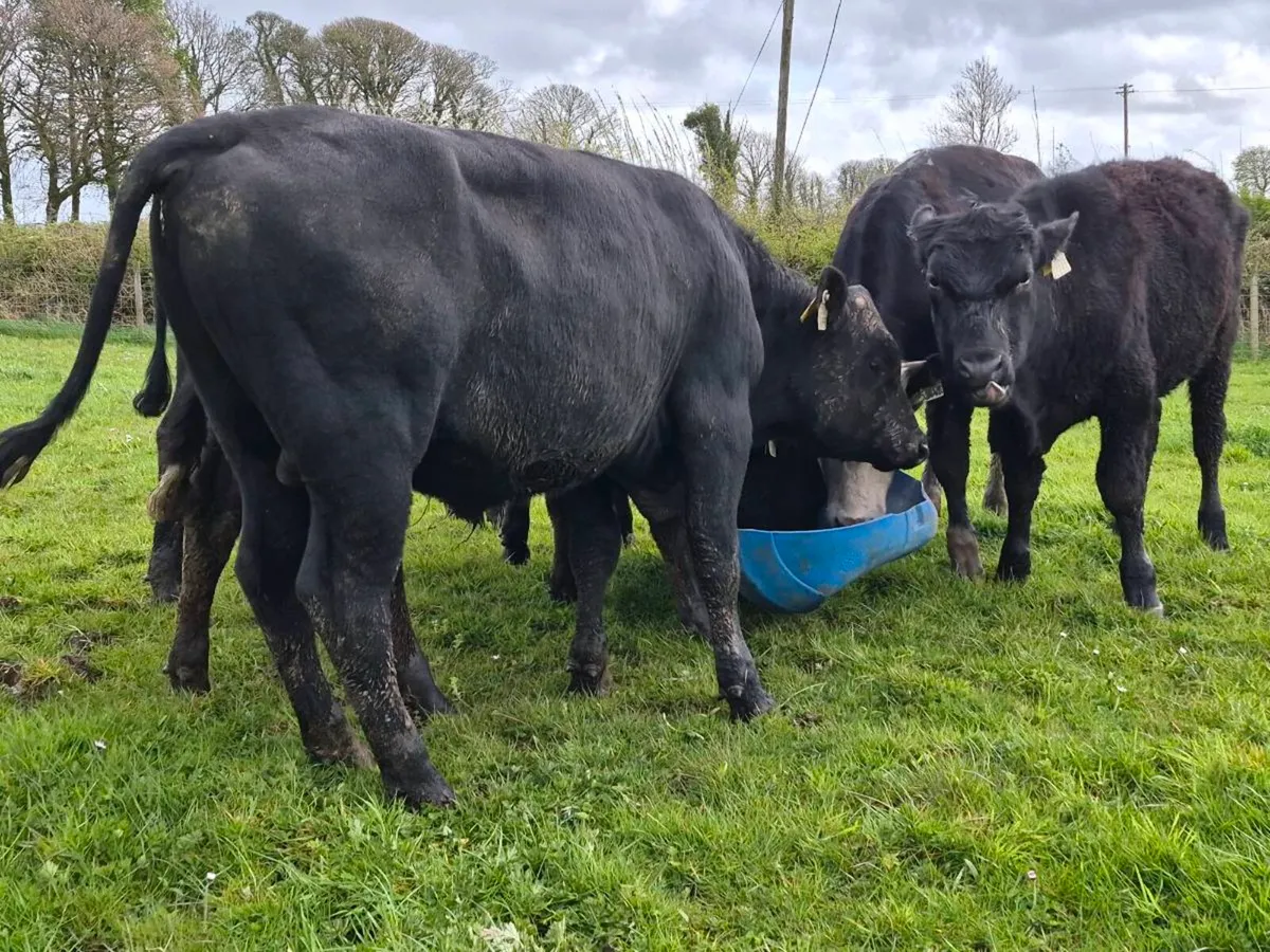 6 Super Bullocks - Image 4