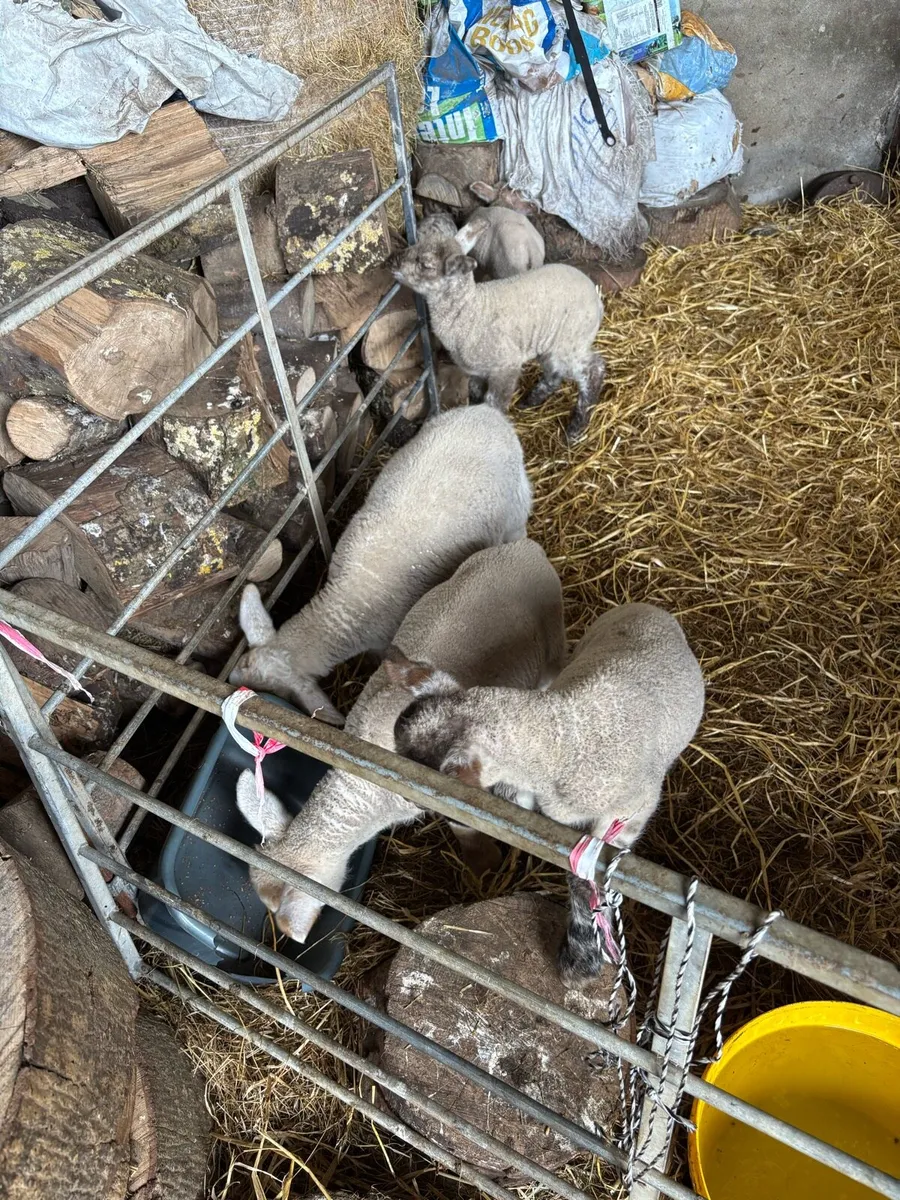 Pet lambs - Image 1