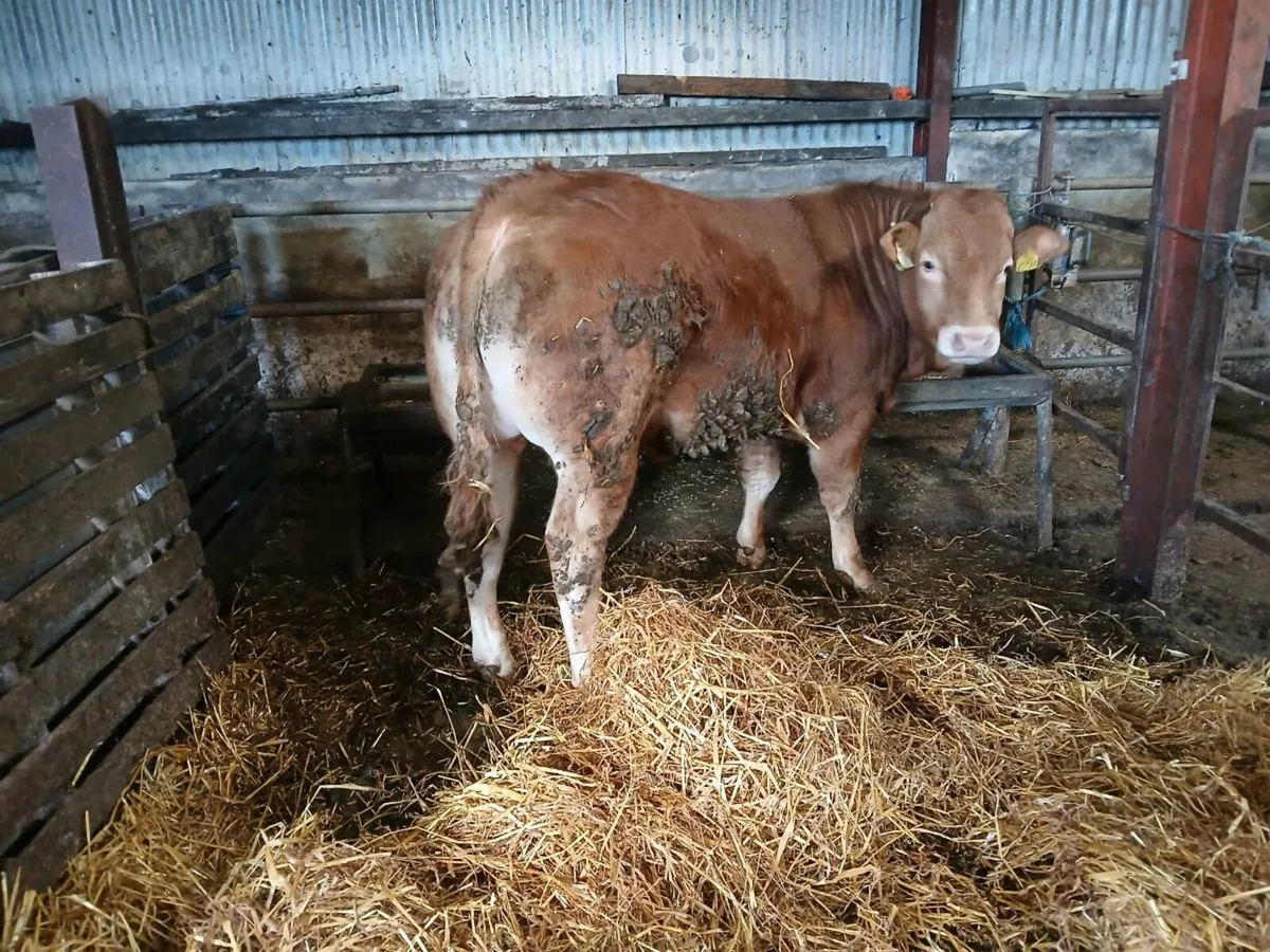 PB Limousin Bull and heifer - Image 2