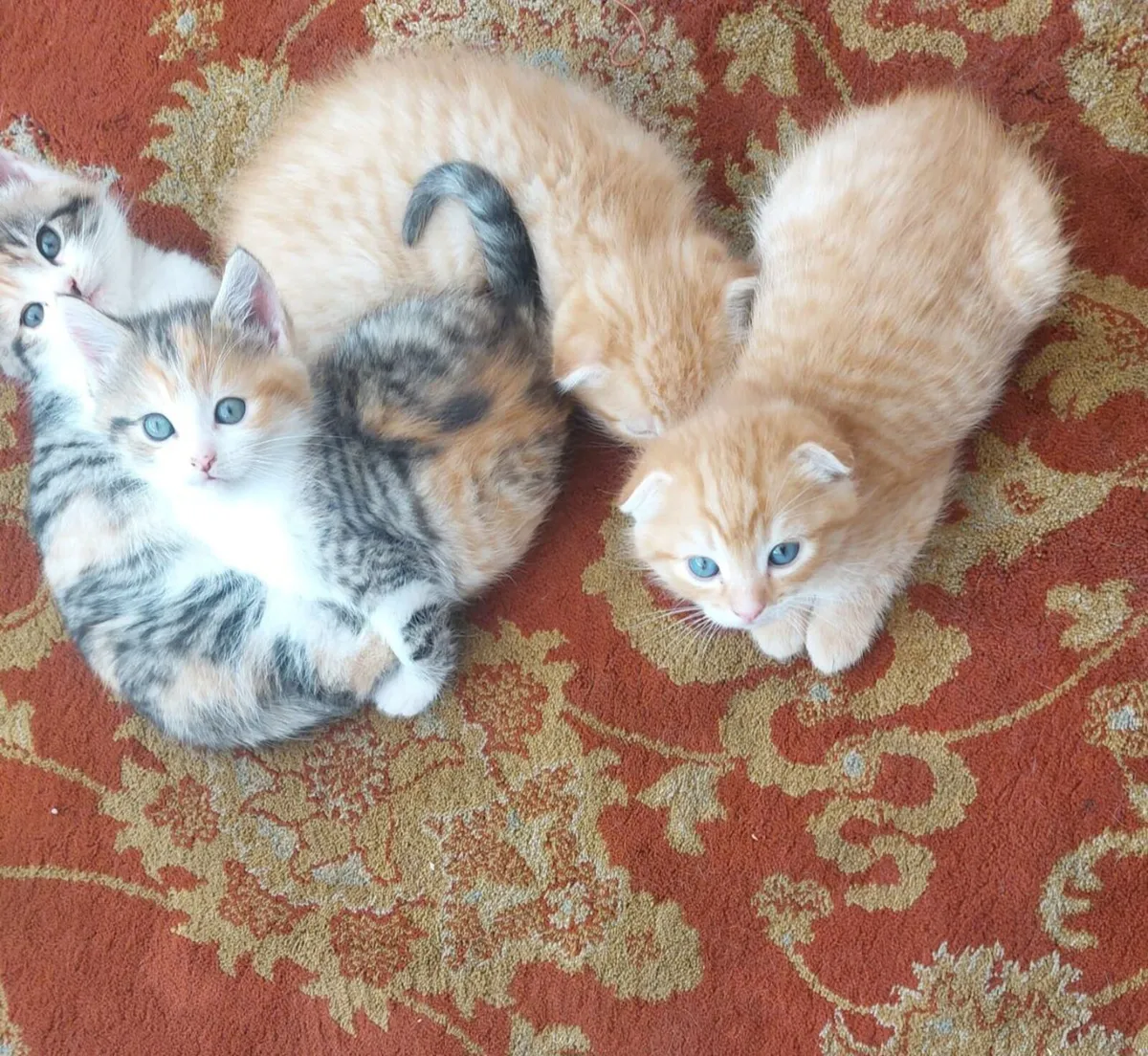 Kittens for sale - Image 1