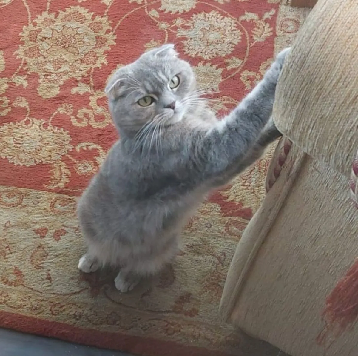 Kittens for sale - Image 2