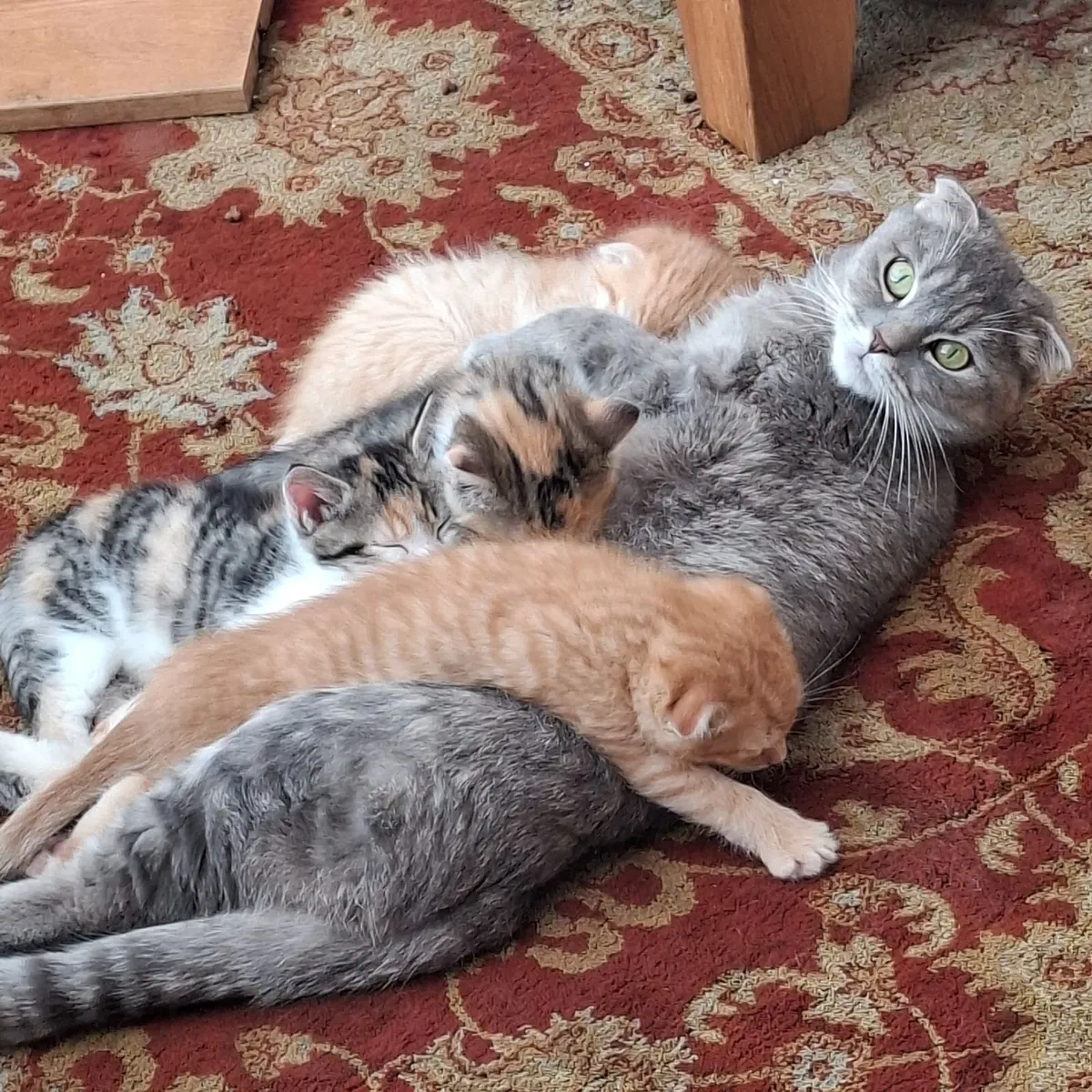 Kittens for sale - Image 3