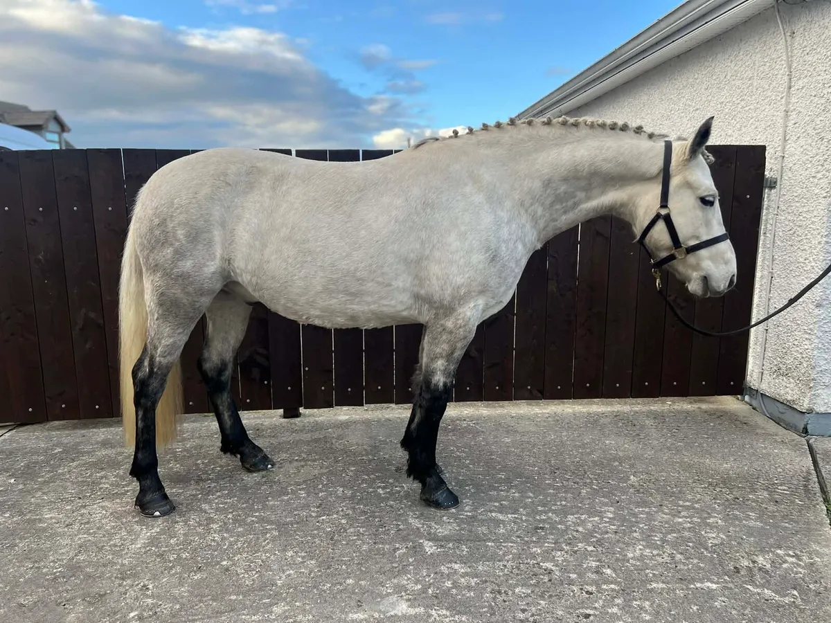 Connemara gelding - Image 2